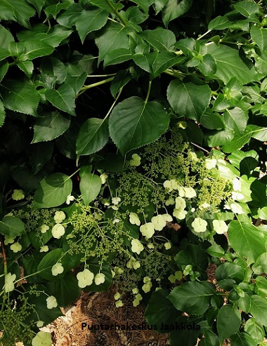 KÖYNNÖSHORTENSIA - Muut köynnökset - 2012174800001 - 1