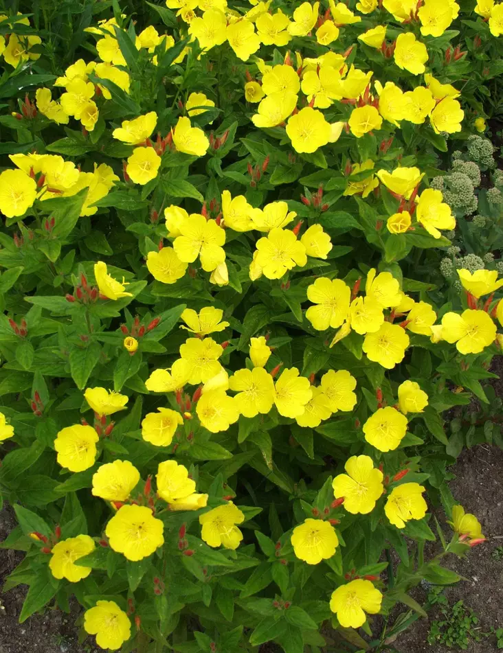 KULTAHELOKKI - Muut perennat - 2012595100001 - 1