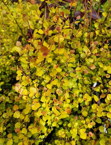 KULTAVAIVAISKOIVU - Koivut - 2060185700001 - 1