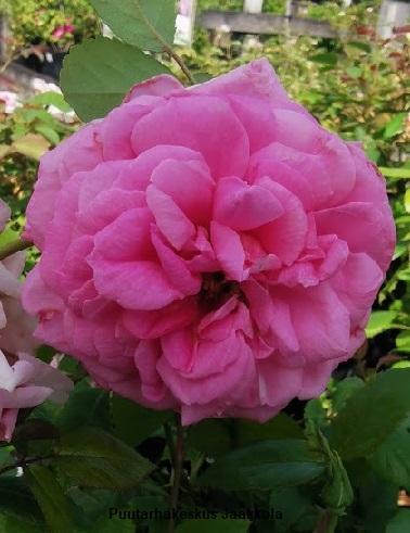 LAMBERT CLOSSE - Kanadalaiset ruusut - 2014110000001 - 1