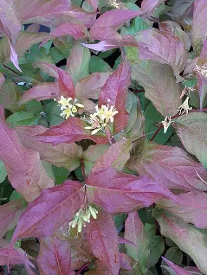 LAMOVUOHENKUUSAMA KAJO - Muut pensaat - 2094236300001 - 1