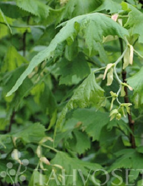 LIUSKALEHTILEHMUS - Muut lehtipuut - 6417189418801 - 1