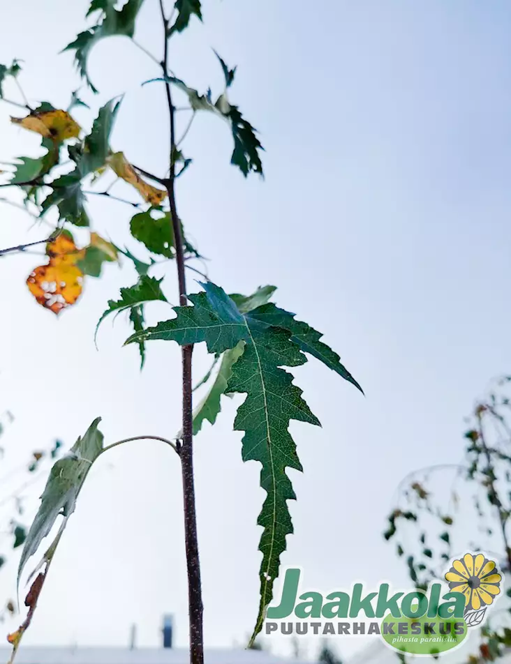 LOIMAANKOIVU - Koivut - 2074011800001 - 1