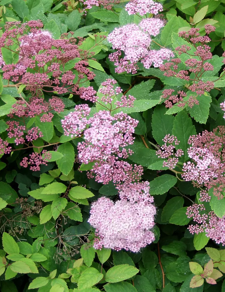 LOISTOANGERVO - Angervot - 2013563700001 - 1