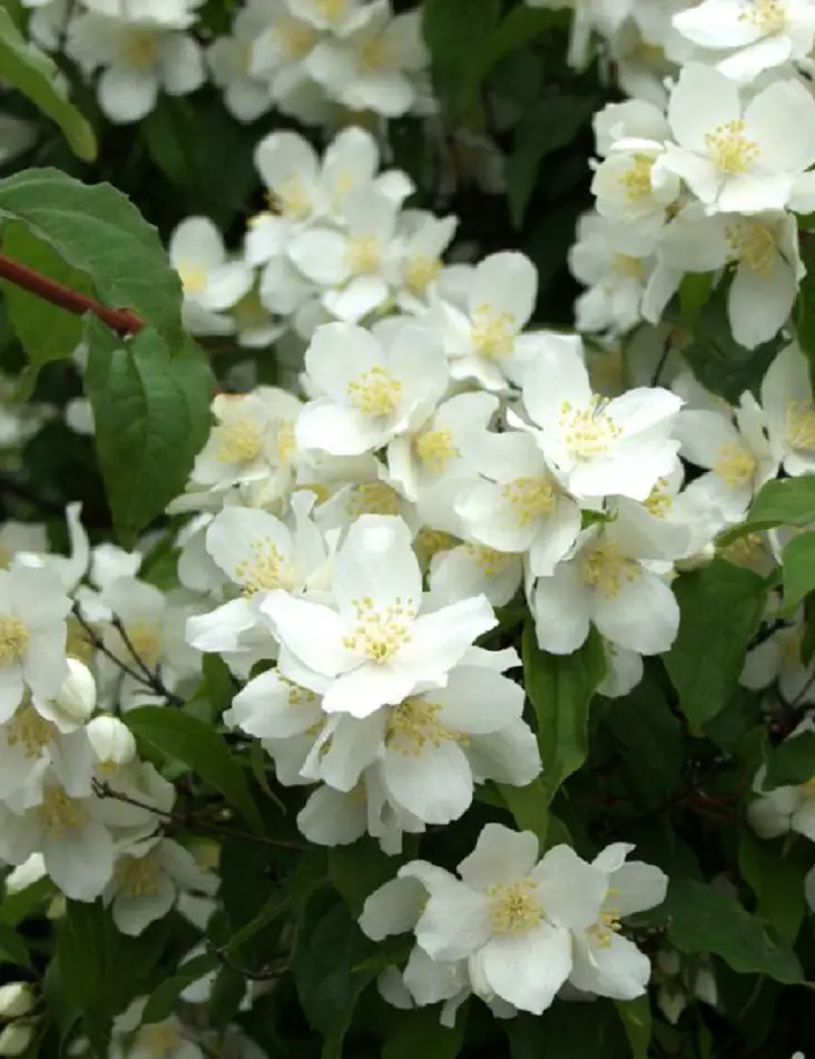 LOISTOJASMIKE TÄHTISILMÄ - Jasmikkeet - 2053641800001 - 1