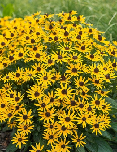 LOISTOPÄIVÄNHATTU LITTLE GOLDSTAR - Muut perennat - 2021377700001 - 1