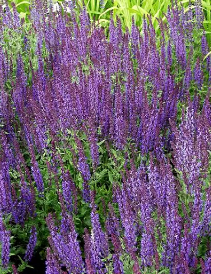 LOISTOSALVIA BLAUKÖNIGIN - Muut perennat - 2021392000001 - 1