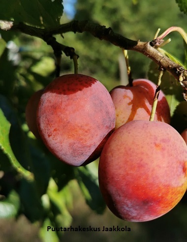 LUUMUPUU DELIKATNAJA - Luumupuut - 2008004300001 - 1