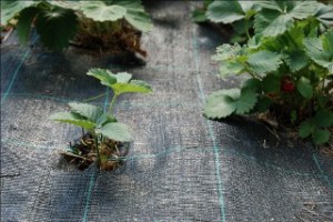 MANSIKKA-/KATEKANGAS 20 m2 - Kankaat, harsot ja verkot - 6430040622001 - 1