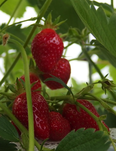 MANSIKKA RIA SATOTAIMI - Mansikantaimet - 2005121800001 - 1