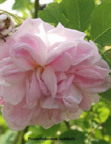 MUSTIALANRUUSU - Pensasruusut - 2001736400001 - 1