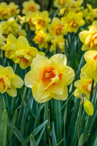 NARSISSI TAHITI 5 KPL/PSS - Narsissin sipulit - 8711148316541 - 1