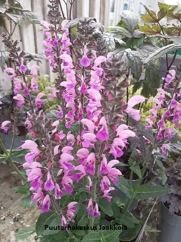 NIITTYSALVIA BACK TO THE FUCHSIA - Muut perennat - 2045724700001 - 1