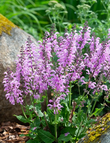 NIITTYSALVIA PRETTY IN PINK - Muut perennat - 2004161500001 - 1