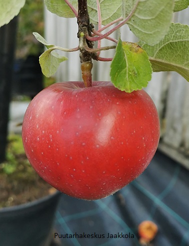 OMENAPUU LOBO - Omenapuut - 2013226100001 - 1