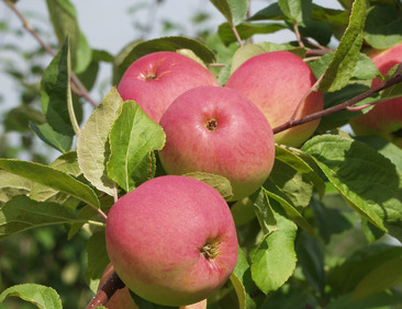 OMENAPUU PUNAINEN MELBA - Omenapuut - 2087481300001 - 1