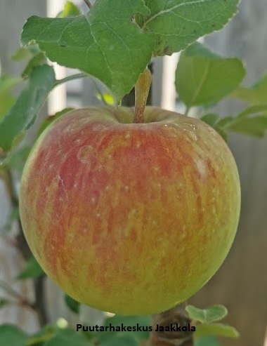 OMENAPUU SILOPOSKEN NAUTINTO - Omenapuut - 2014112600001 - 1