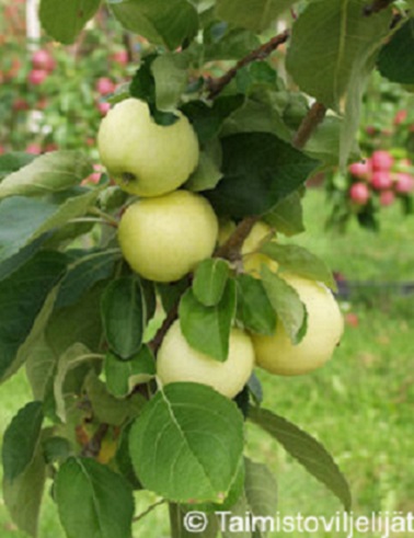 OMENAPUU VALKEAKUULAS - Omenapuut - 2013236000001 - 1