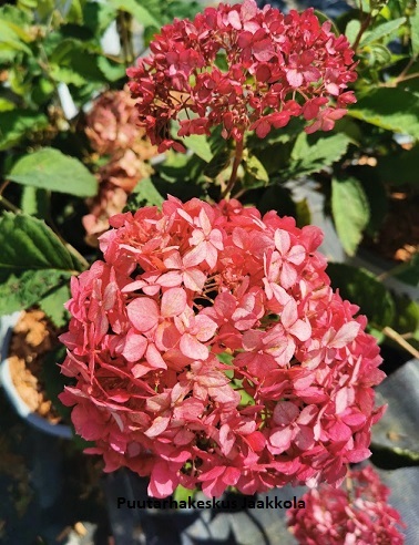 PALLOHORTENSIA RUBY ANNABELLE - Hortensiat - 2021223700001 - 1