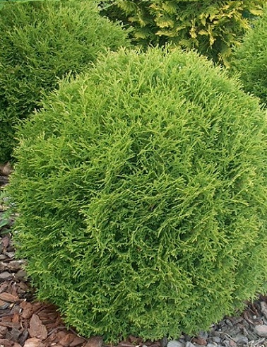 PALLOTUIJA DANICA - Tuijat - 10301101 - 1