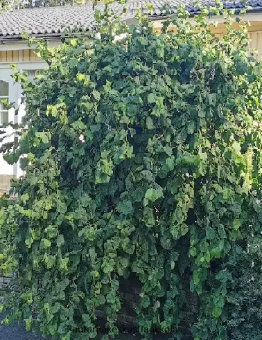 PEIKONPÄHKINÄ - Muut pensaat - 2000174700001 - 1