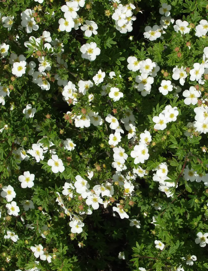 PENSASHANHIKKI ABBOTSWOOD - Hanhikit - 2000170500001 - 1