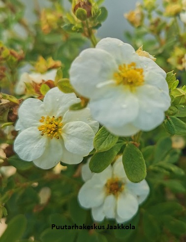 PENSASHANHIKKI CREME BRULEE - Hanhikit - 2006737200001 - 1