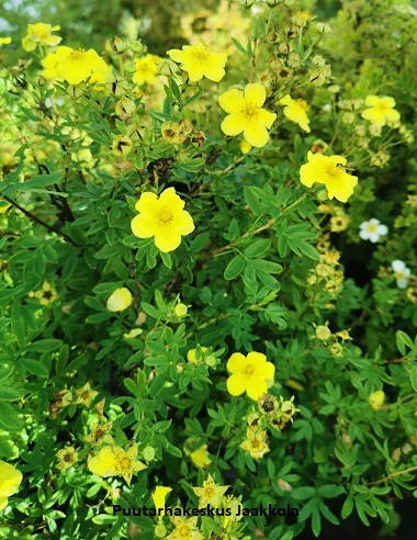 PENSASHANHIKKI TERVOLA - Hanhikit - 2093464100001 - 1