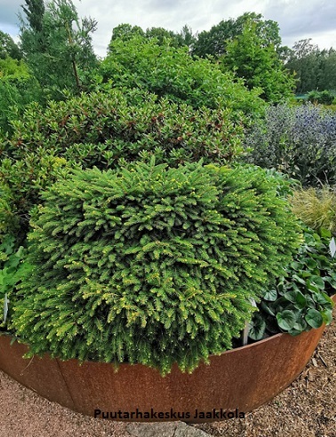 PESÄKUUSI - Kuuset - 2020302000001 - 1