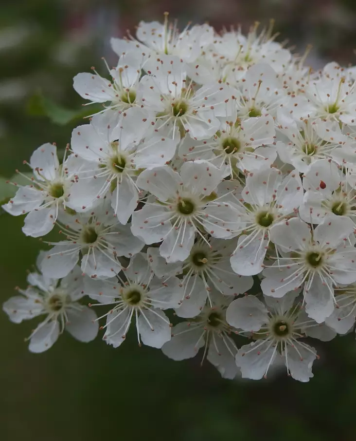 PILVIKIRSIKKA - Koristekirsikat - 2013375600001 - 1