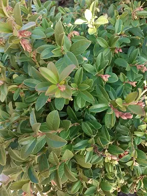 PUOLUKKA RED PEARL - Muut marjakasvit - 2017028700001 - 1