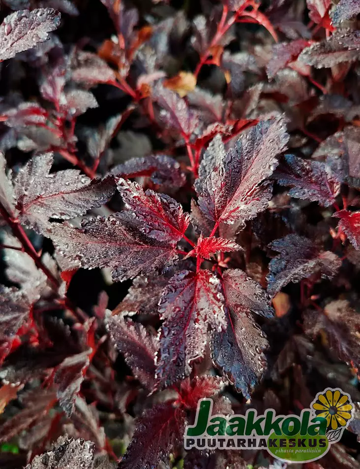 PURPPURAHEISIANGERVO ALL BLACK - Heisiangervot - 2093942200001 - 1