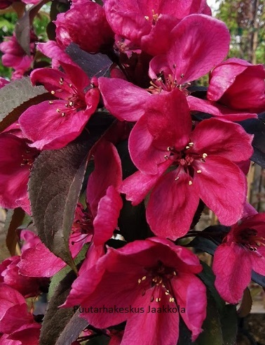 PURPPURAOMENAPUU AUGUST VAGA - Koristeomenapuut - 2013791400001 - 1