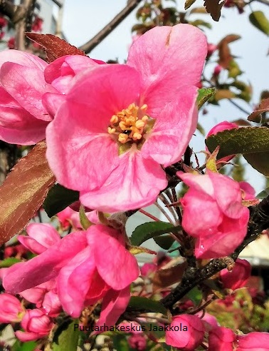 PURPPURAOMENAPUU MAKAMIK - Koristeomenapuut - 2040264300001 - 1