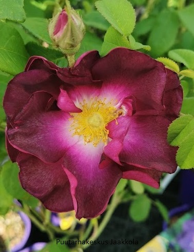 RANSKANRUUSU MERVEILLE - Pensasruusut - 2012020800001 - 1