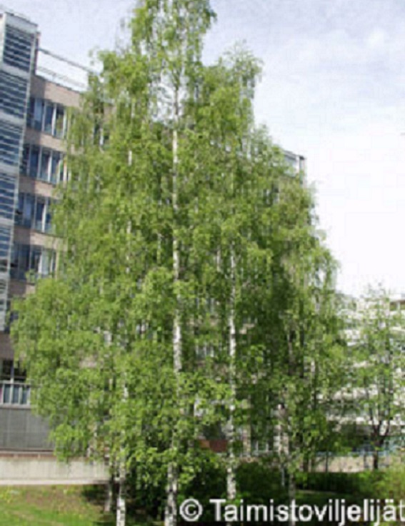 RAUDUSKOIVU - Koivut - 2013048900001 - 1