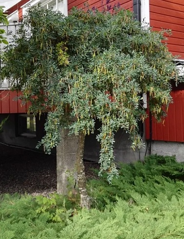 RIIPPAHERNEPUU - Muut lehtipuut - 2021306100001 - 1