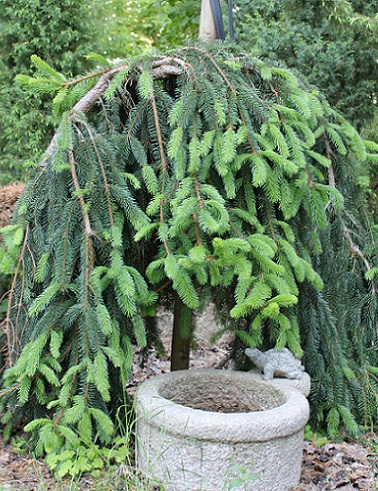 RIIPPAKUUSI - Kuuset - 2002030400001 - 1