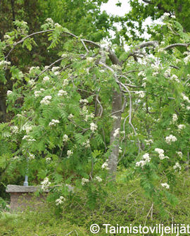 RIIPPAPIHLAJA - Pihlajat - 2000184600001 - 1