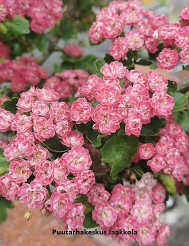 RUUSUORAPIHLAJA - Muut lehtipuut - 2013093900001 - 1