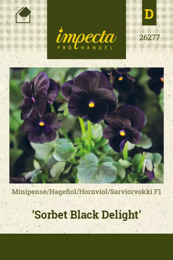 SARVIORVOKKI SORBET BLACK DELIGHT - Muut kesäkukkien siemenet - 7332756262771 - 1