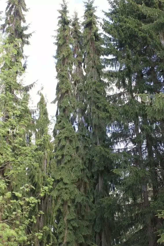 SURUKUUSI SÄLINKÄÄN PILARI - Kuuset - 2035480700001 - 2