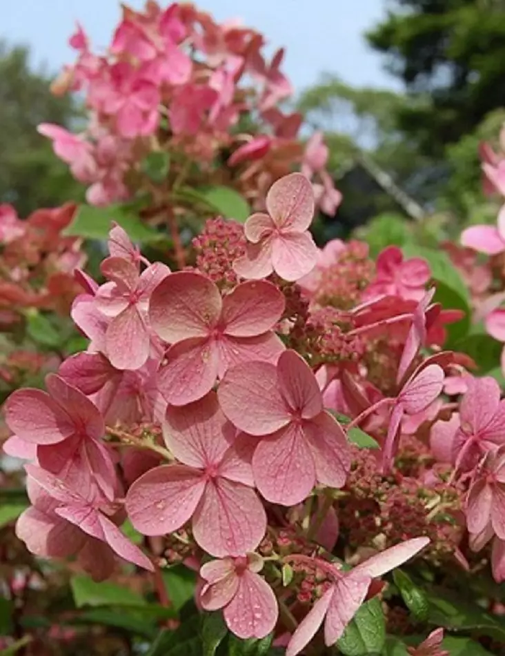 SYYSHORTENSIA EARLY SENSATION - Hortensiat - 2012298100001 - 1