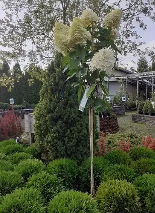 SYYSHORTENSIA SKYFALL RUNGOLLINEN - Hortensiat - 2022060700001 - 1