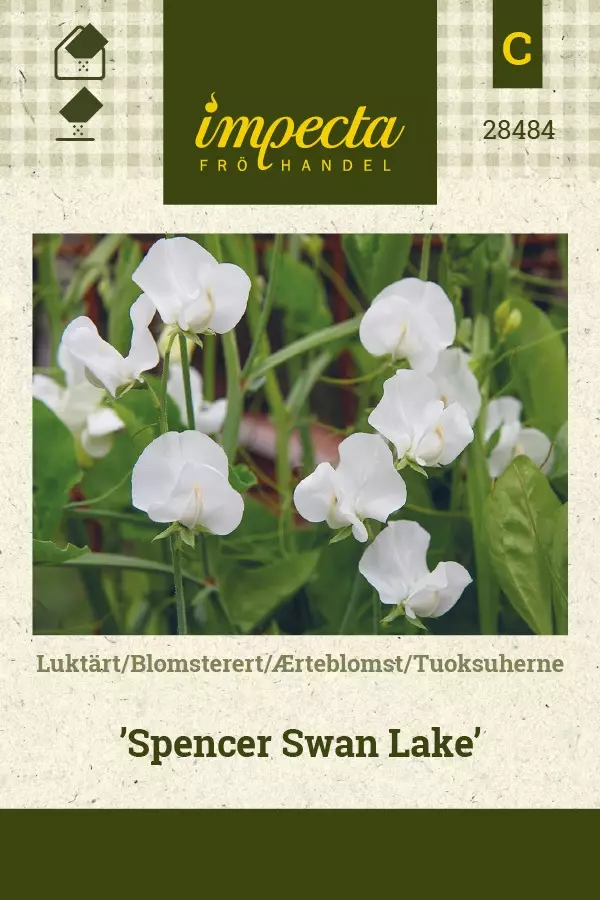 TUOKSUHERNE SPENCER SWAN LAKE - Muut kesäkukkien siemenet - 7332756284841 - 1