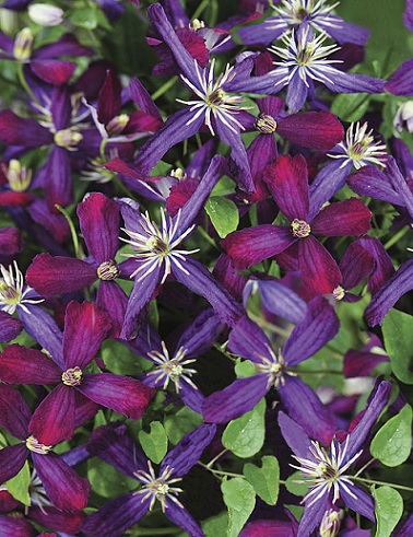 TUOKSUKÄRHÖ SWEET SUMMER LOVE - Kärhöt - 2014114200001 - 1