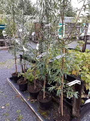 TYRNI EVA RUNGOLLINEN - Muut marjakasvit - 2008184800001 - 1