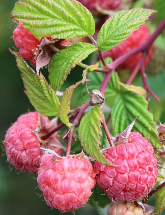 VADELMA TAKALAN HERKKU - Vadelmat - 2001410900001 - 1