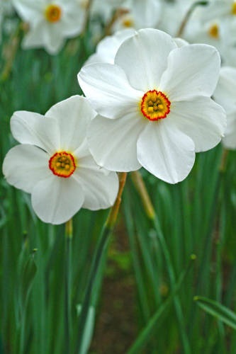 VALKONARSISSI ACTAEA 5 KPL/PSS - Narsissin sipulit - 8711148314561 - 1