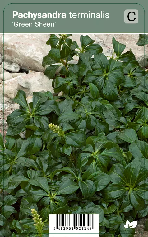 VARJOYRTTI GREEN SHEEN - Muut perennat - 2021148700001 - 1